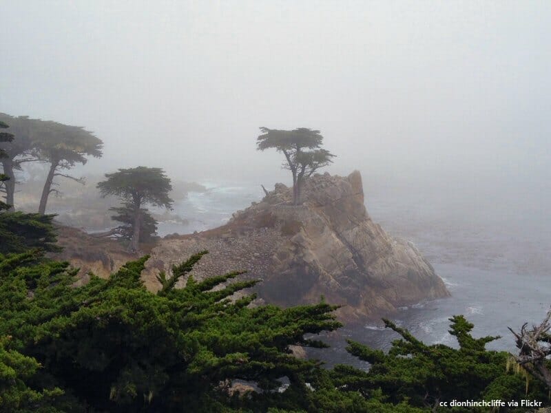 Foggy days at the lone cypress