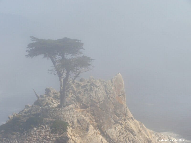 Foggy days at the lone cypress