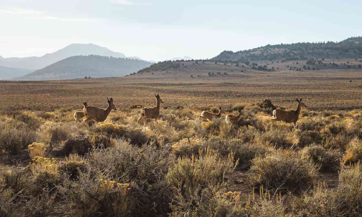 mule deer