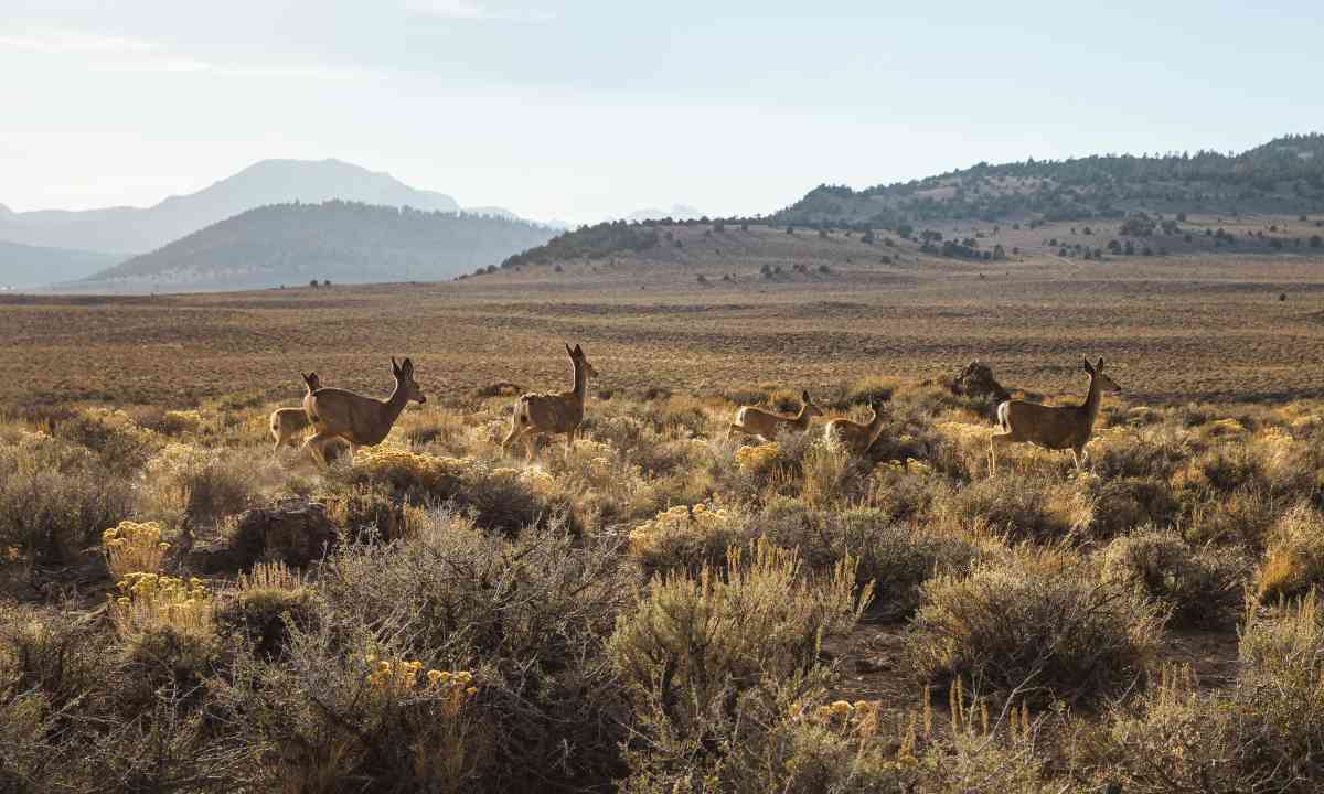 mule deer