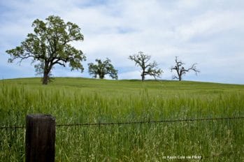 Oaks in a hay field near Parkfield Oaks in a hay field near Parkfield