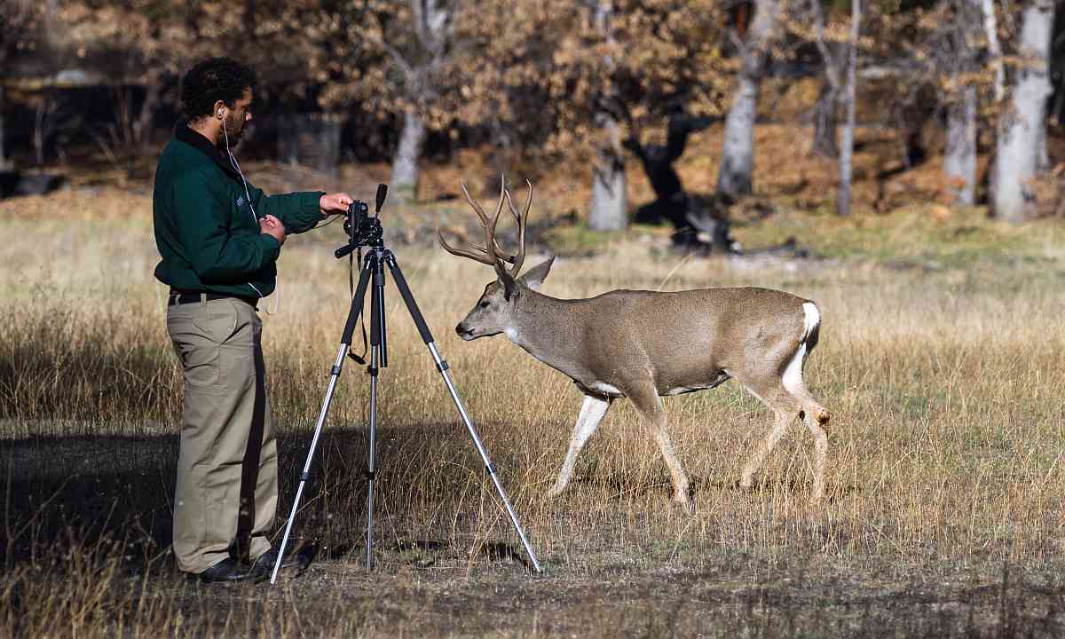 Be careful, during rutting season, bucks can actually be quite dangerous.