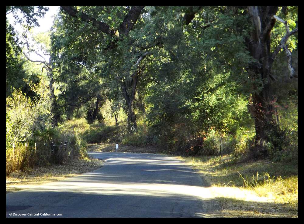 Alisal Road dappled sunshine