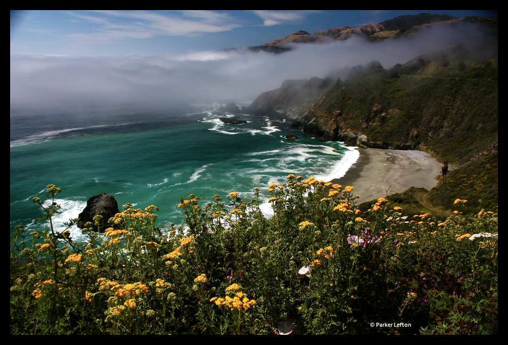 Coastal wildflowers along Big Sur Coastal wildflowers along Big Sur