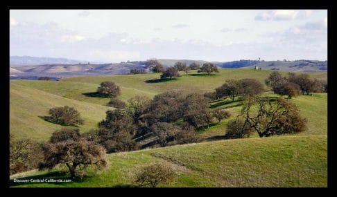 Hillside oaks east of Paso Robles Hillside oaks east of Paso Robles