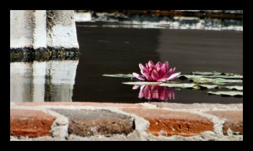 A water lily in the fountain at Mission San Miguel