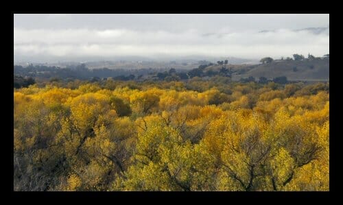 The cottonwoods in the Salinas River bottom near Paso Robles display their fall color