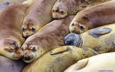 A group of molting females and juveniles enjoying a group nap at Piedras Blancas