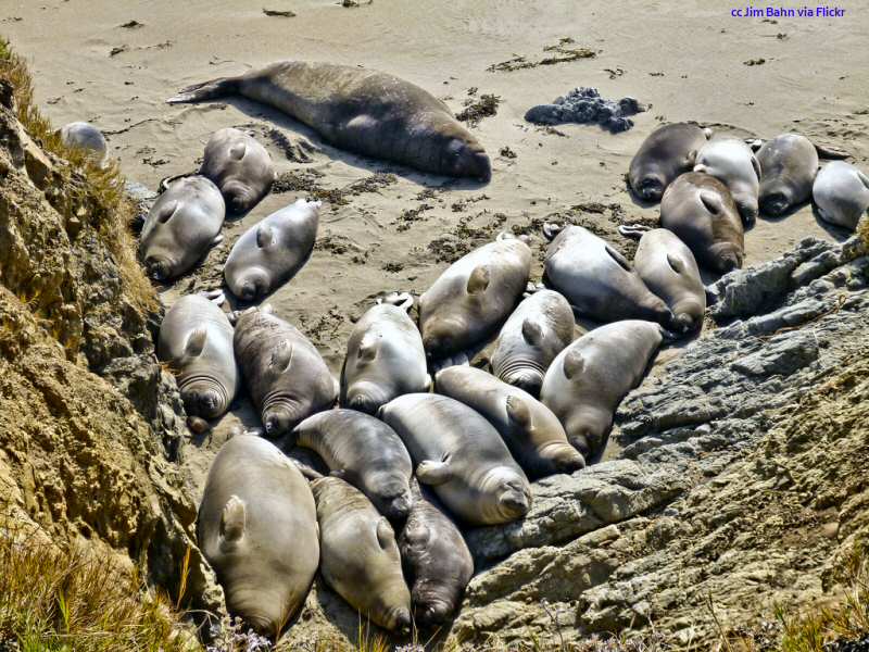 Elephant seal male with his harem at the San Simeon rookery