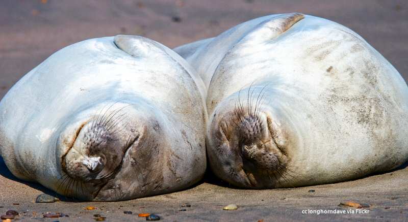 Naptime for elephant seals at the San Simeon rookery