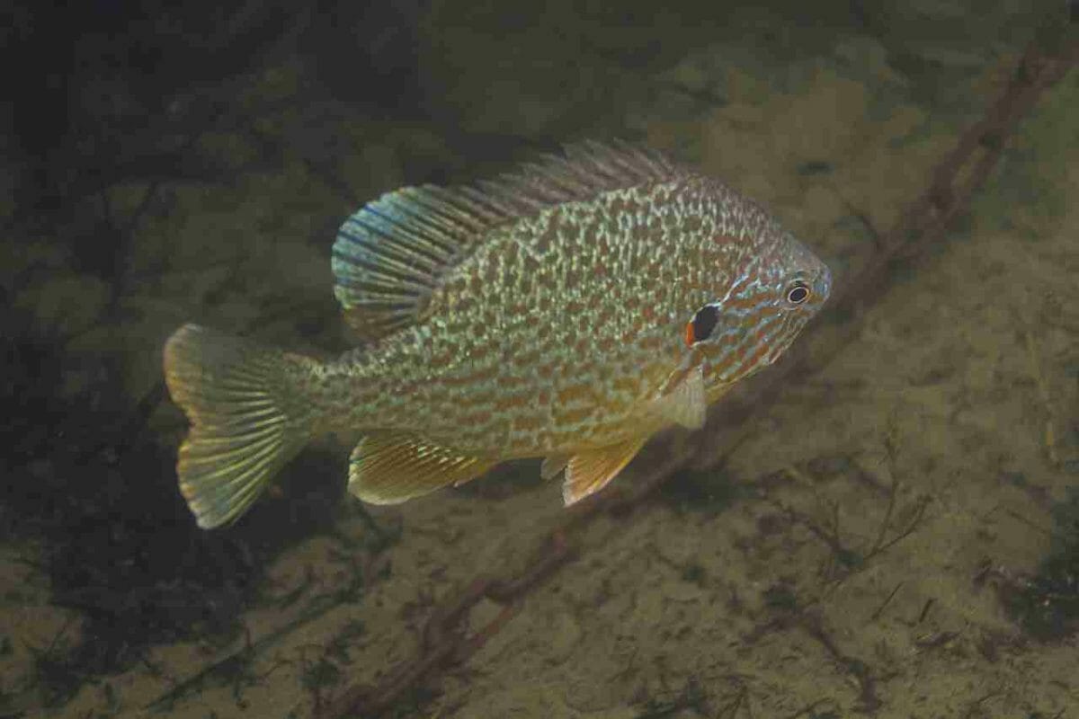 underwater photo of sunfish